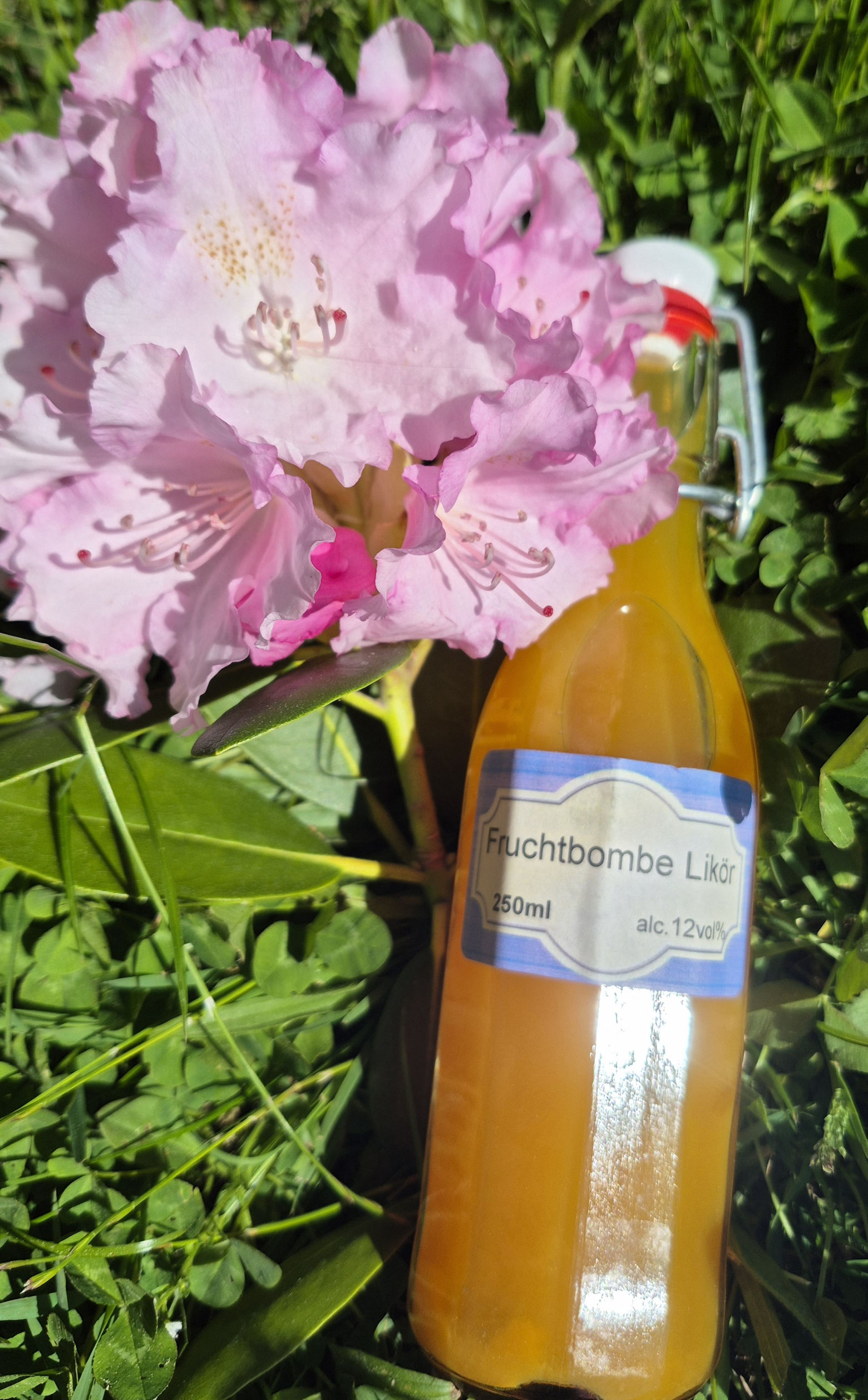 Hagebutten Aufstrich im Glas